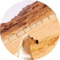 رعد الحويطي